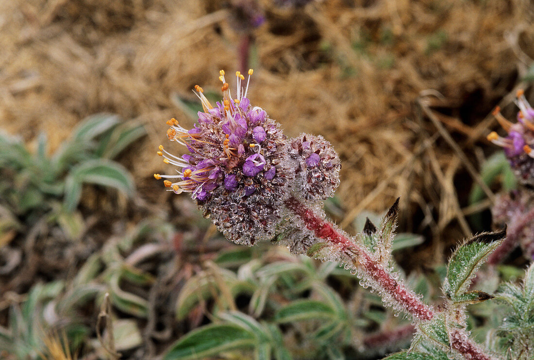 Phacelia californica flower