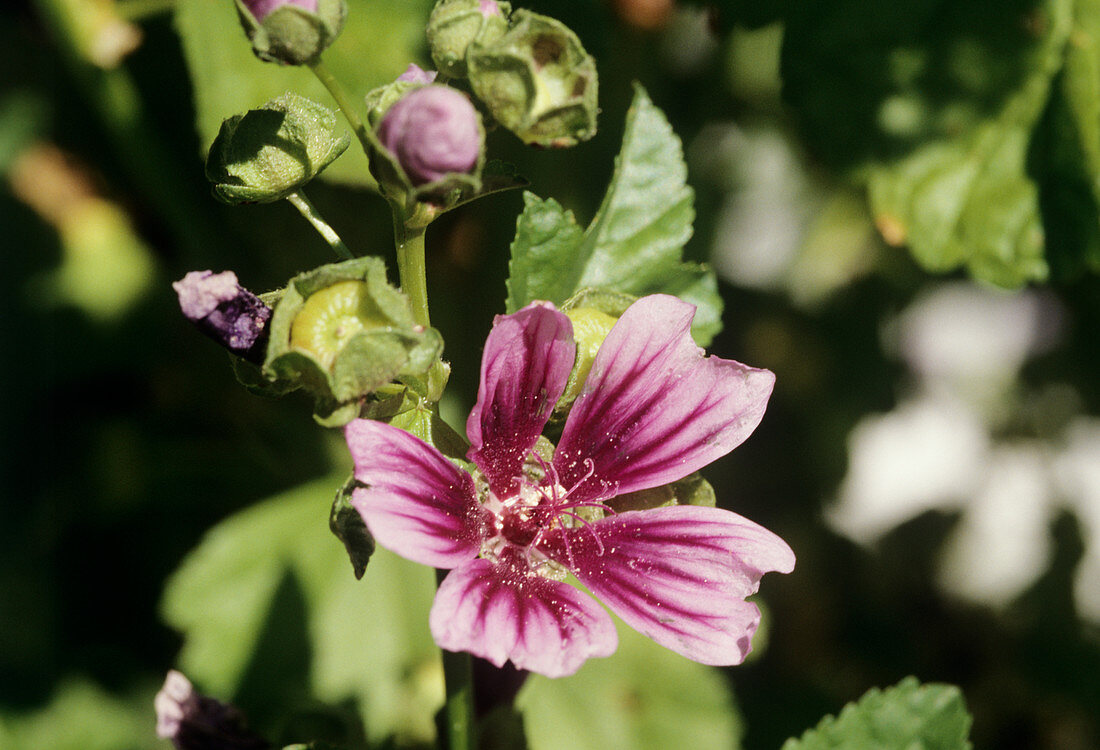 Malva 'Fastigiata' flower