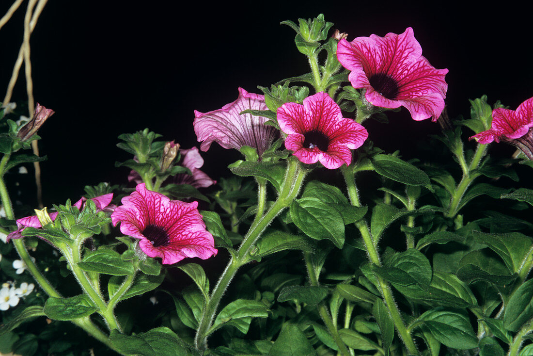 Petunia 'Surfinia' flowers