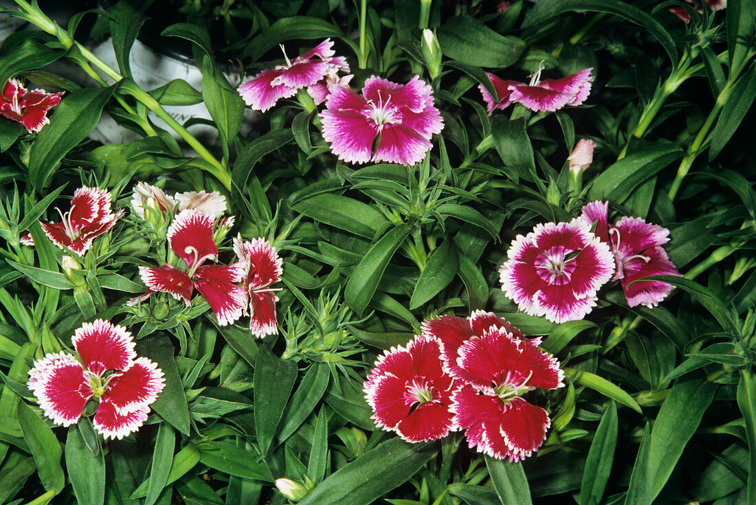 Chinese pink flowers (Dianthus sinensis)