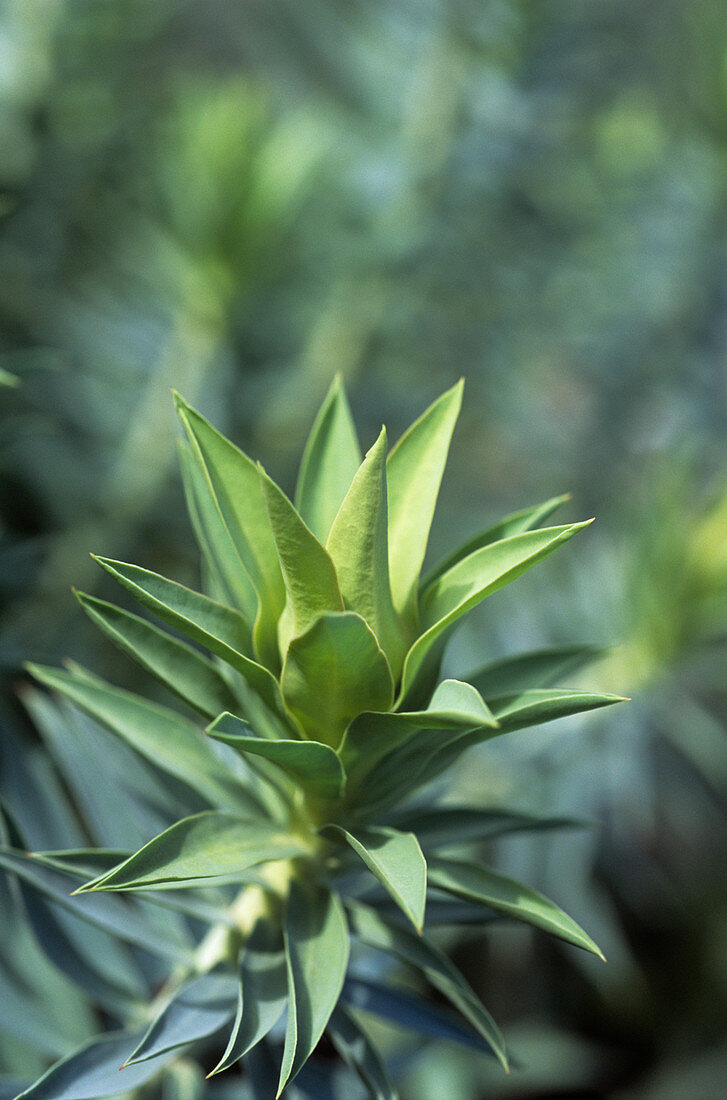 Spurge (Euphorbia rigida)