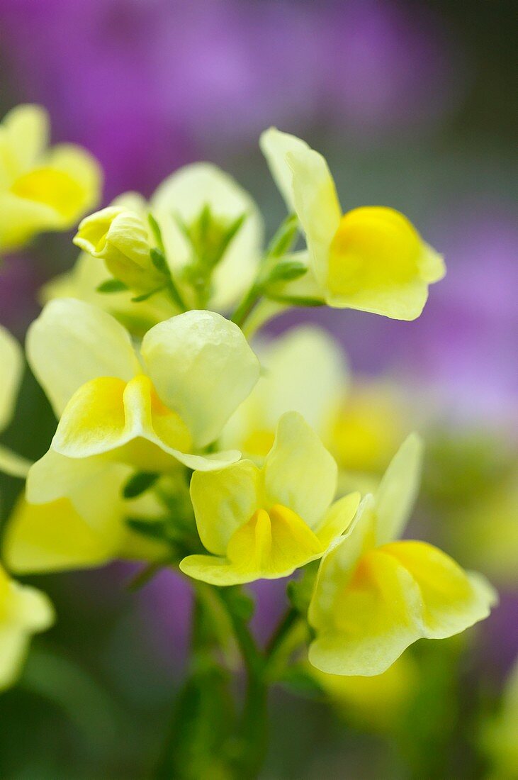 Toadflax (Linaria maroccana)