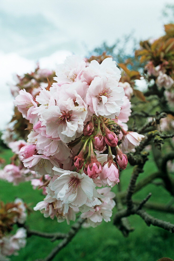 Cherry 'Takasago' blossom