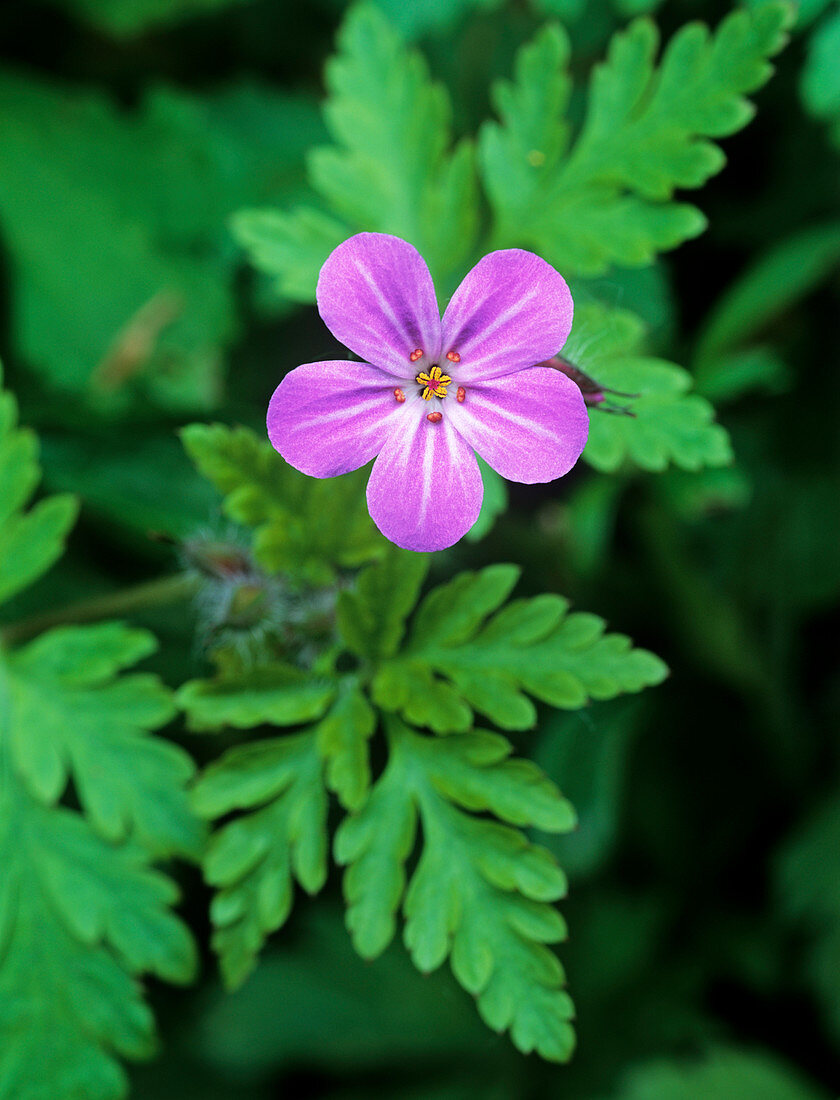 Herb Robert flower