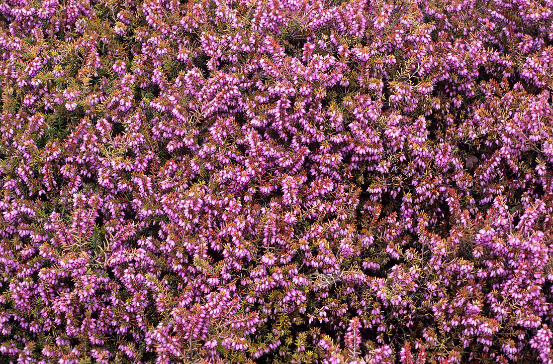 Heather 'Jack H Brummage' flowers