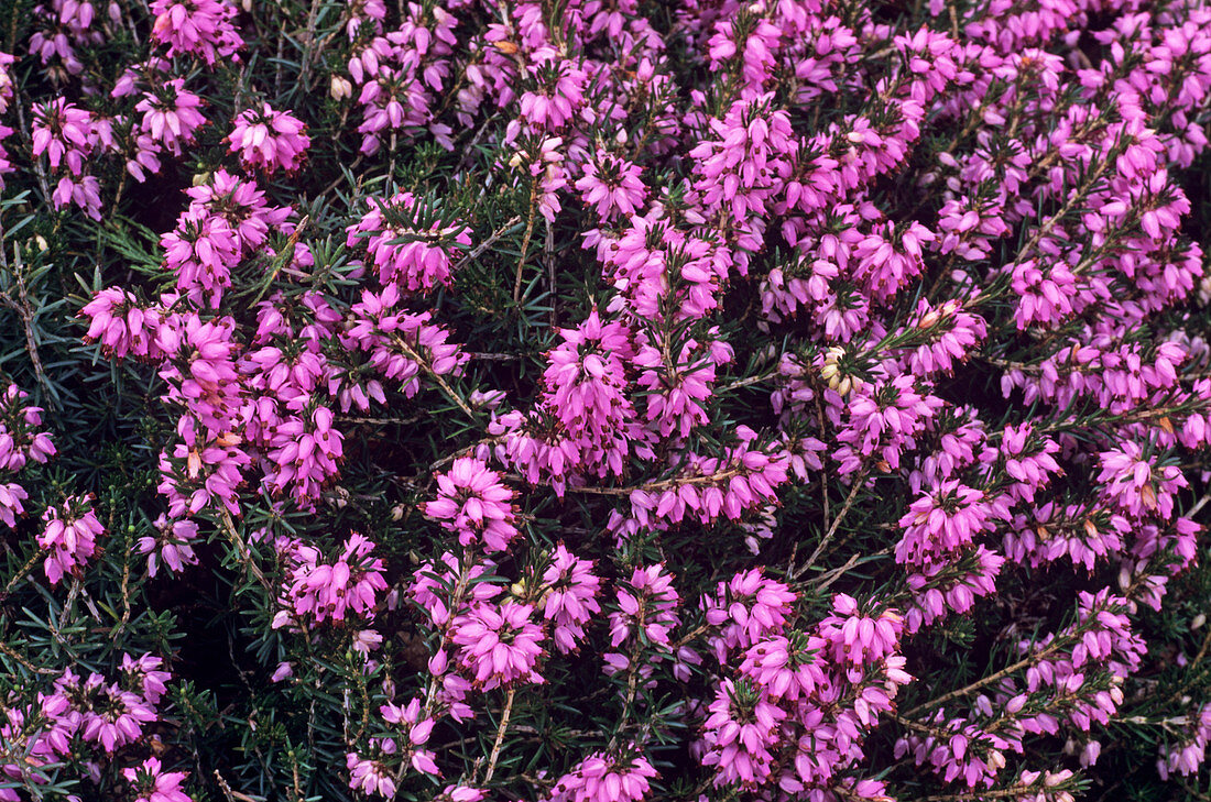 Heather 'Accent' flowers