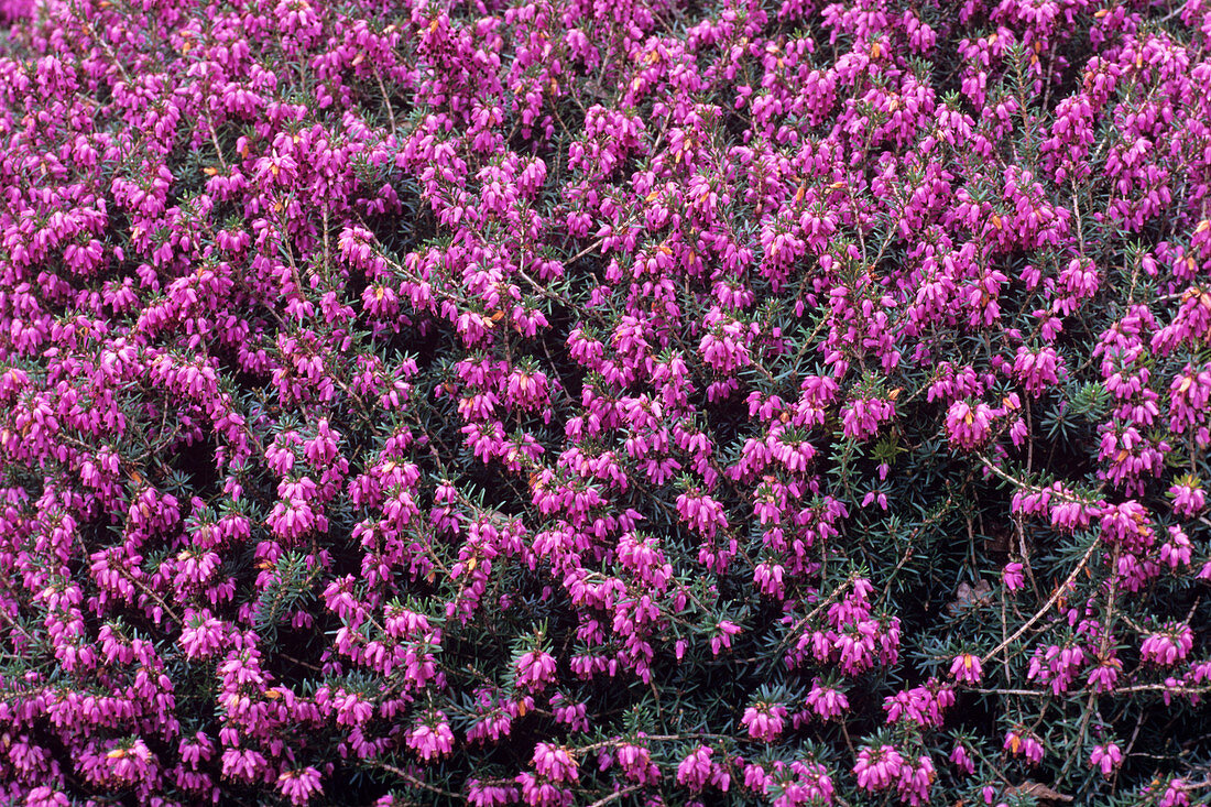 Heather 'Queen Mary' flowers