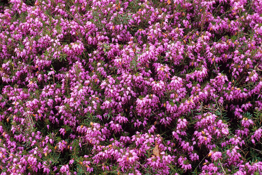 Heather 'Rosy Morn' flowers