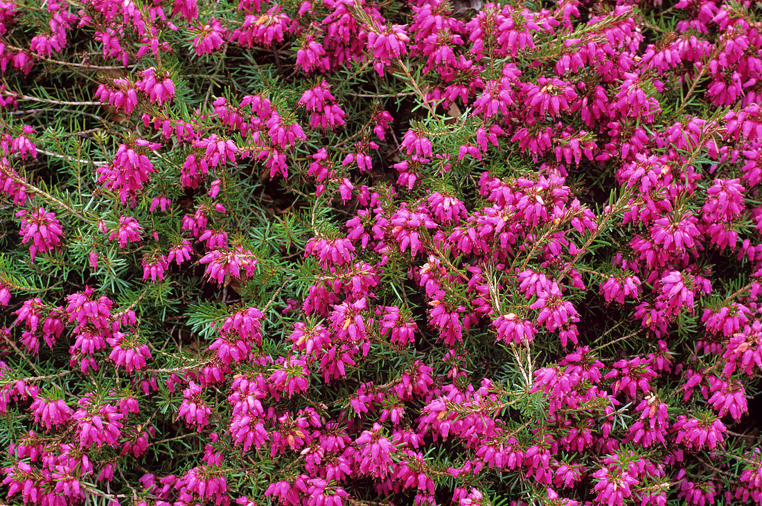 Heather 'Porter's Red' flowers