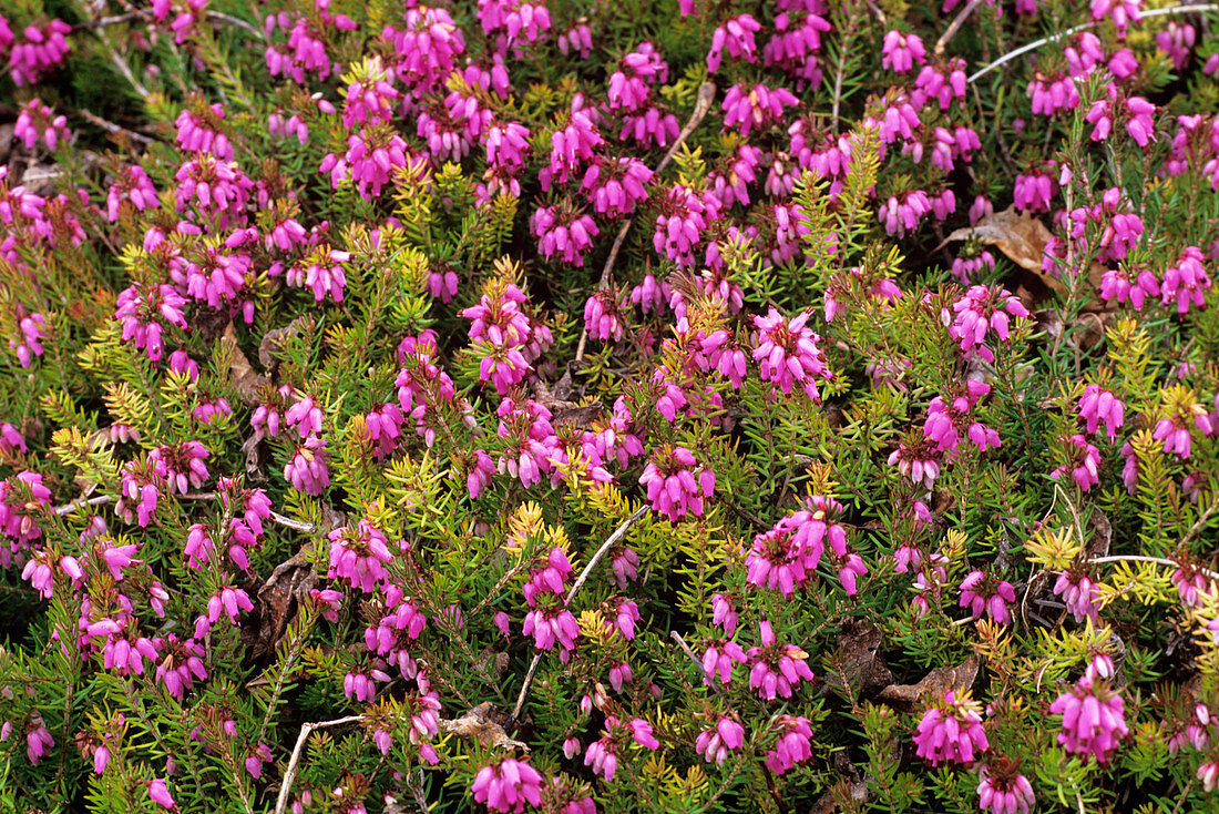 Heather 'Atrorubra' flowers