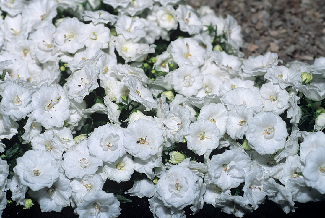 Bellflower 'White Wonder' flowers