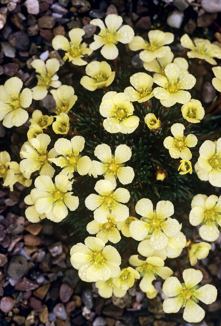 Saxifrage 'Aretiastrum' flowers