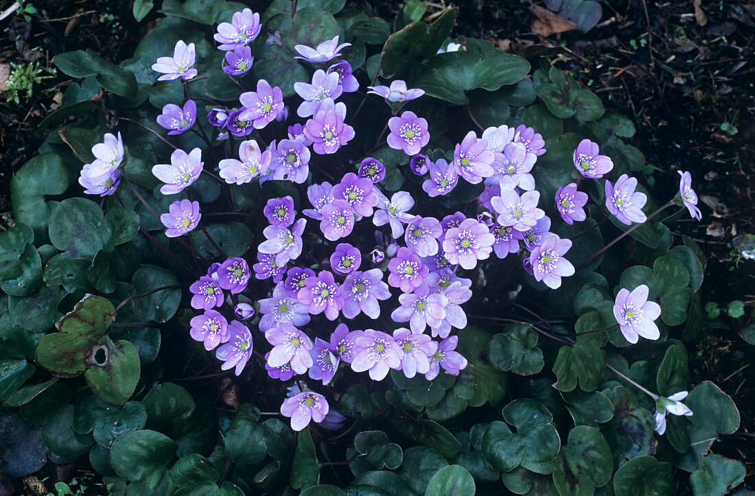 Hepatica transsilvanica flowers