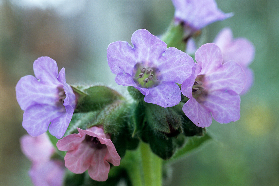 Lungwort (Pulmonaria 'Mrs Moon' flowers)