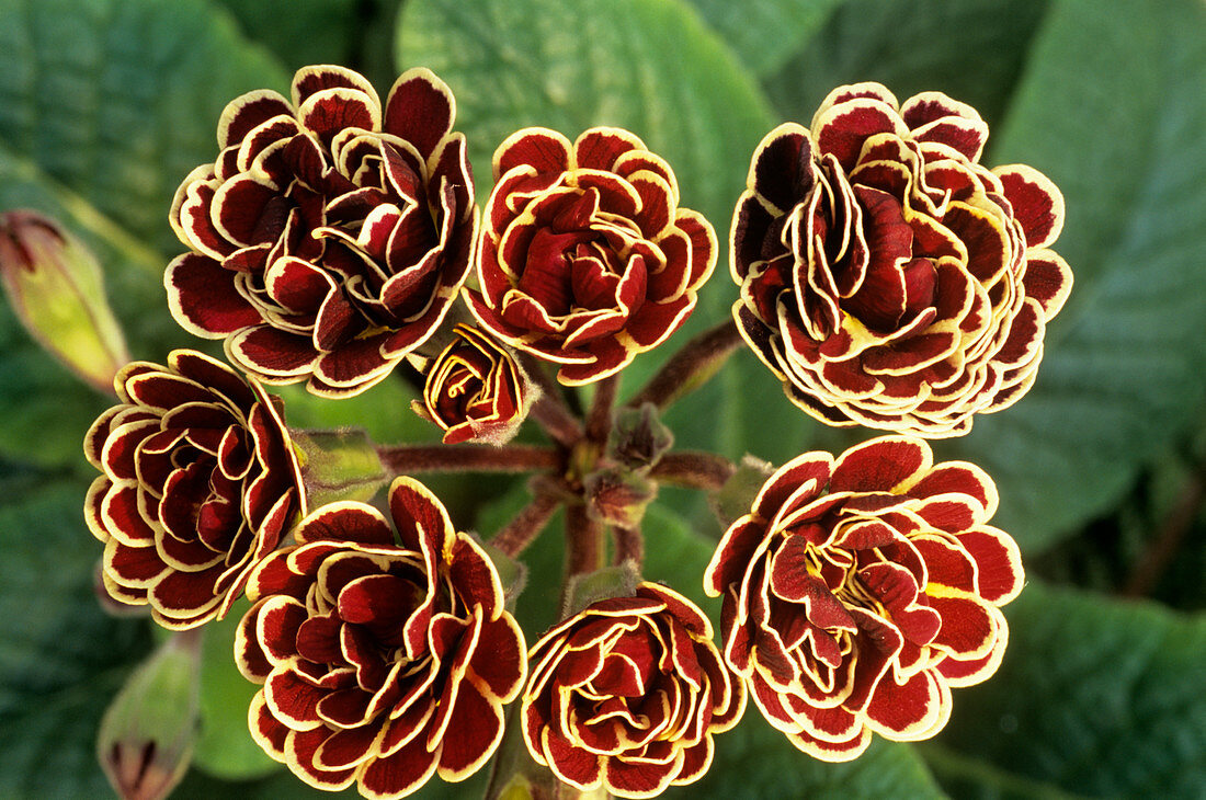 Polyanthus 'Elizabeth Killelay' flowers
