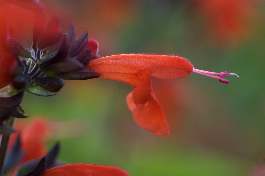 Red sage (Salvia coccinea)