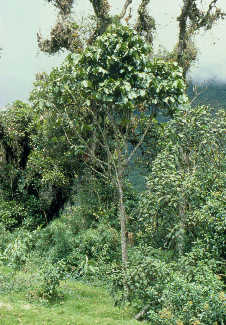 Cinchona tree