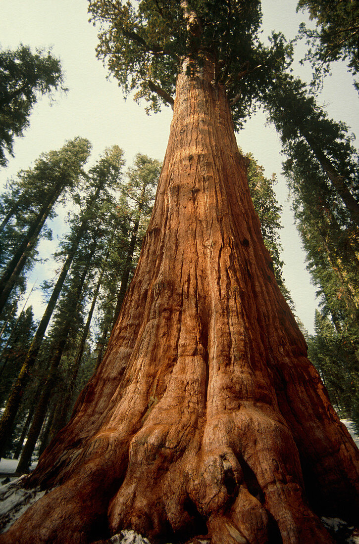 Sequoia tree,Sequoia National Park