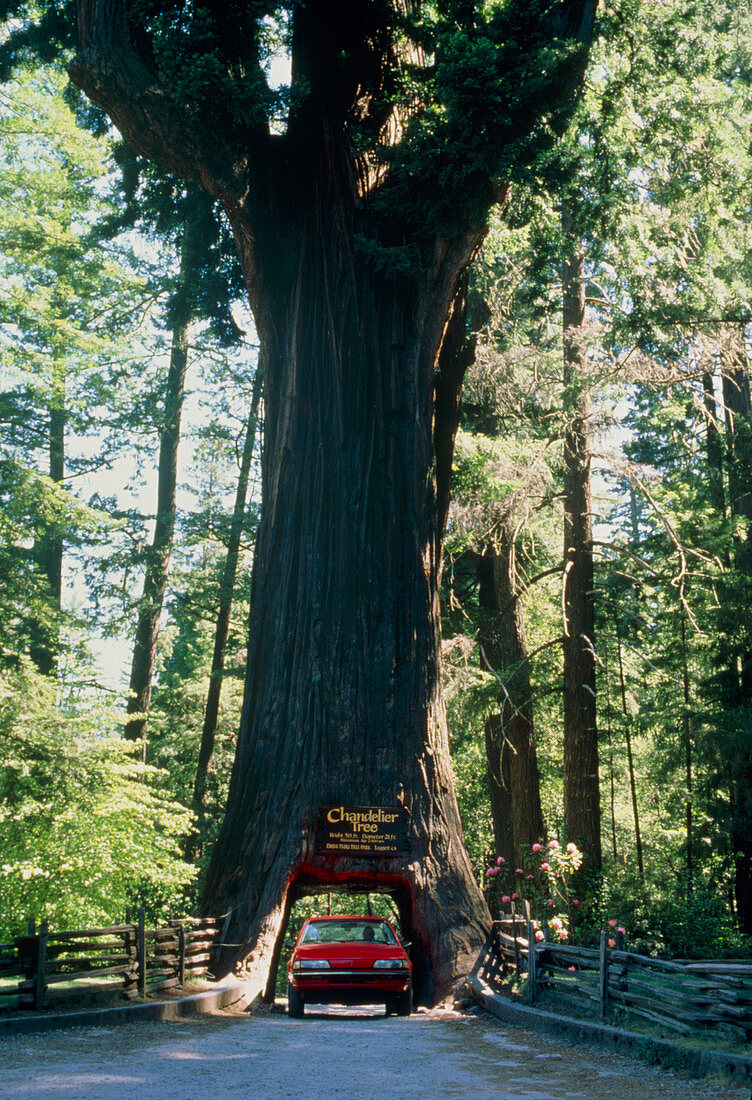 Redwood tree with car driving through