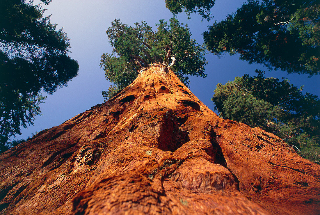 Giant Sequoia 'General Sherman'