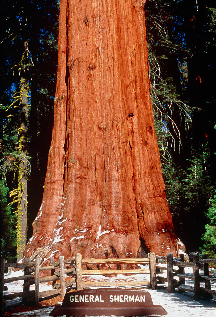 Base of Giant Sequoia 'General Sherman'