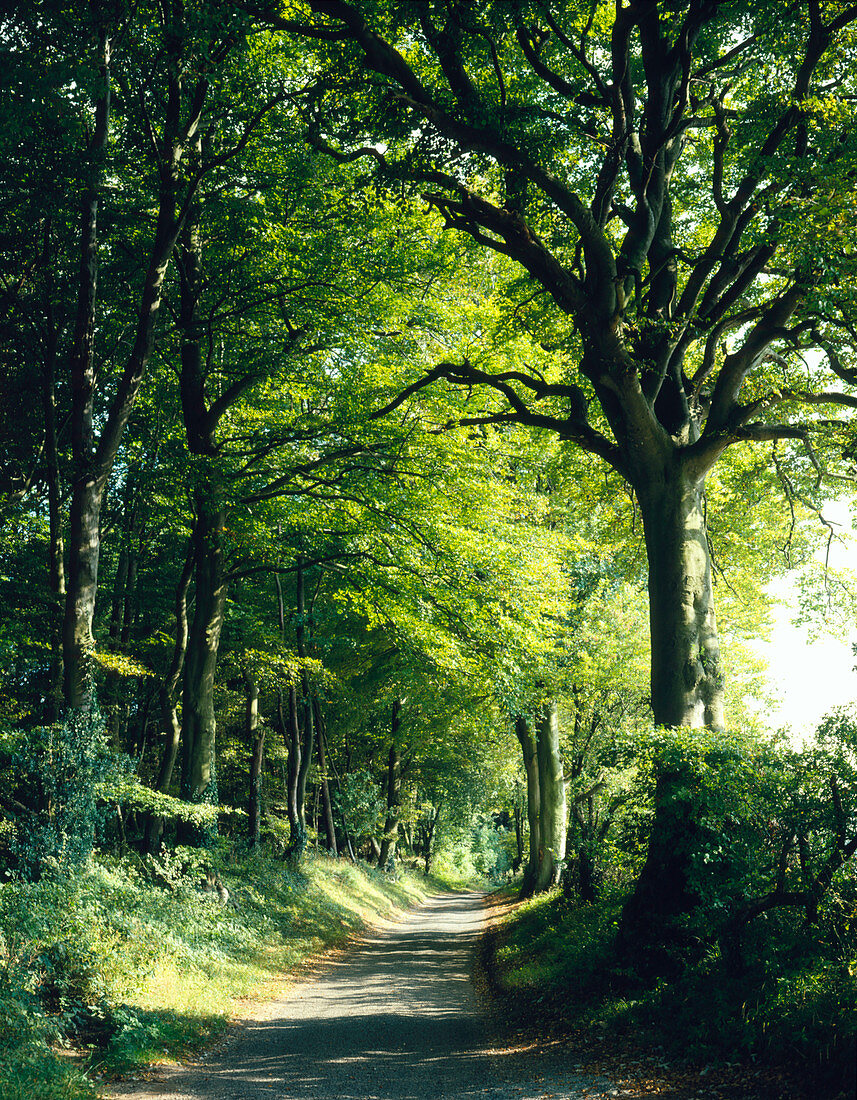 Beech trees and country lane