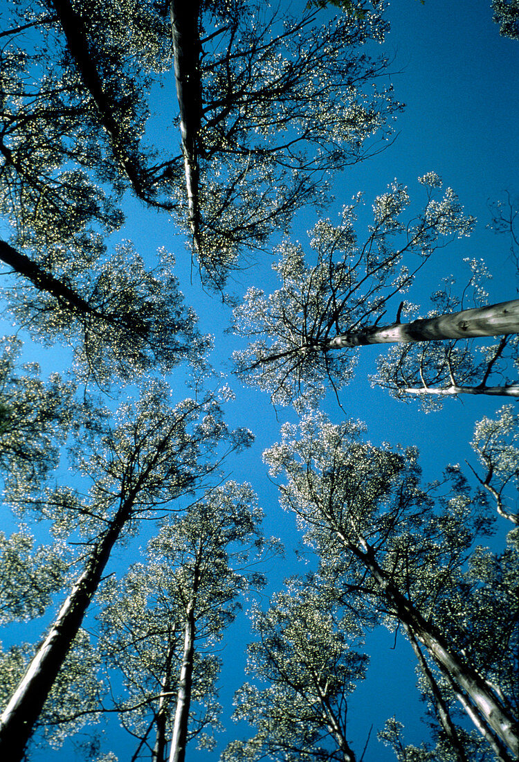 Skyward view of Eucalyptus regnans trees
