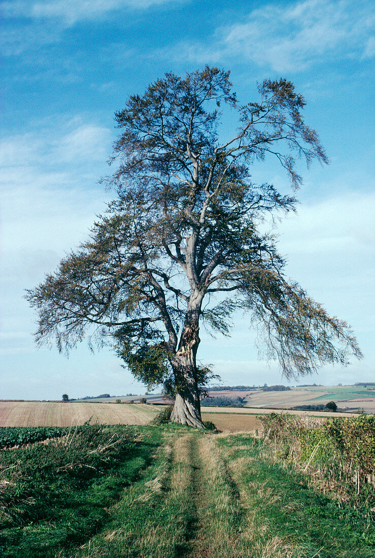 Beech tree in April