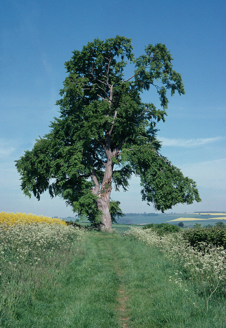 Beech tree in June