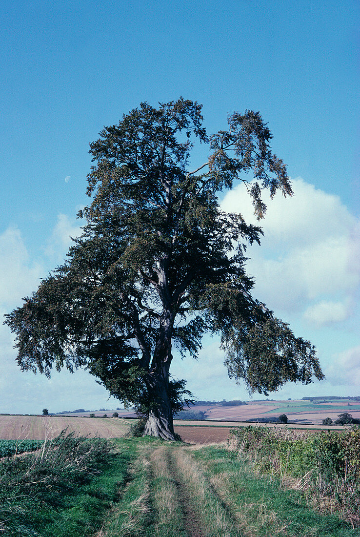 Beech tree in August