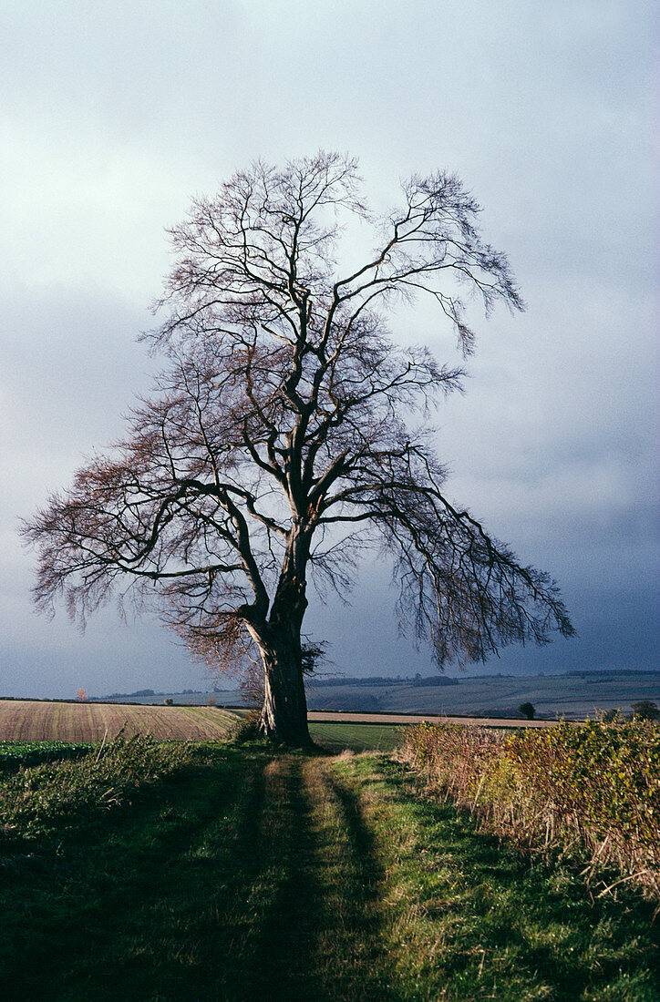 Beech tree in October