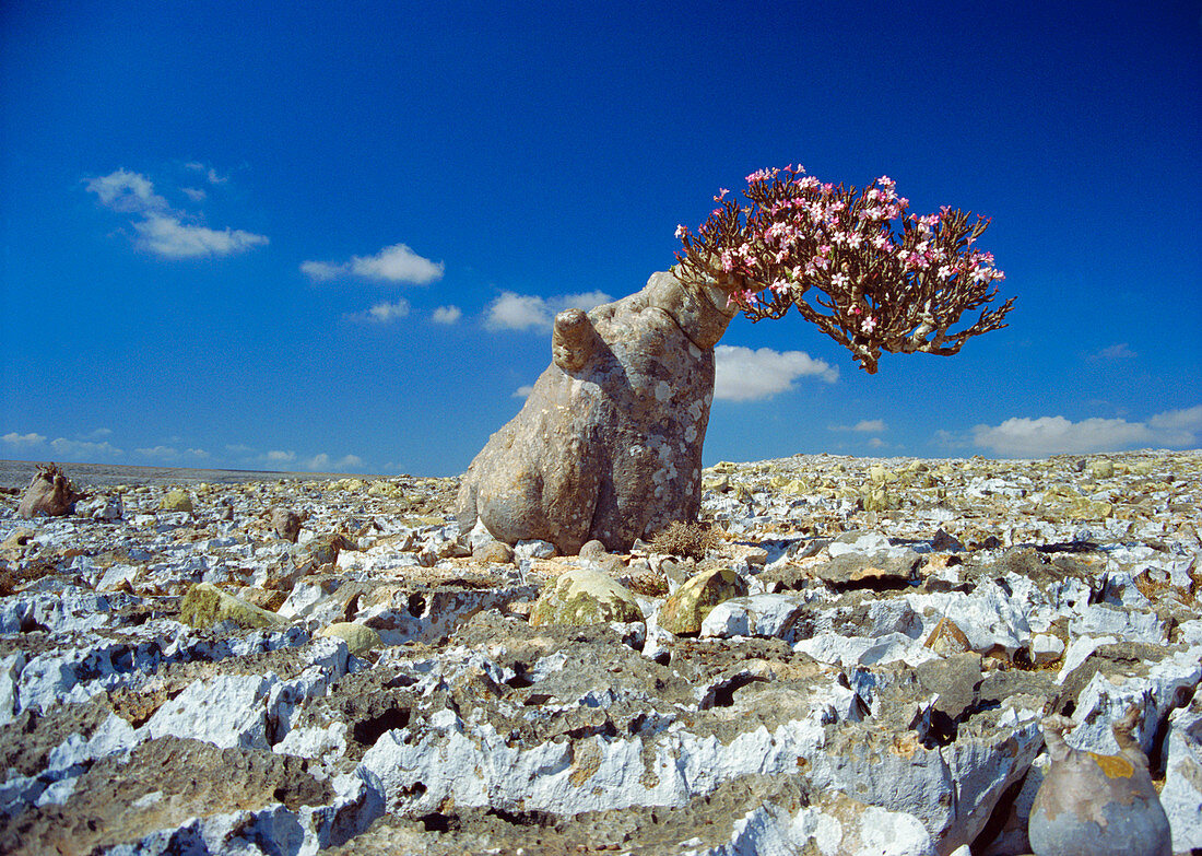 Desert rose tree