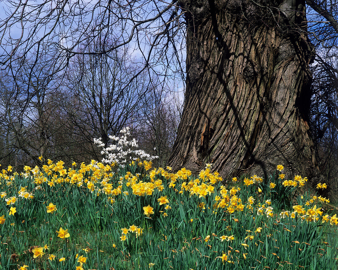 Sweet chestnut tree and daffodils