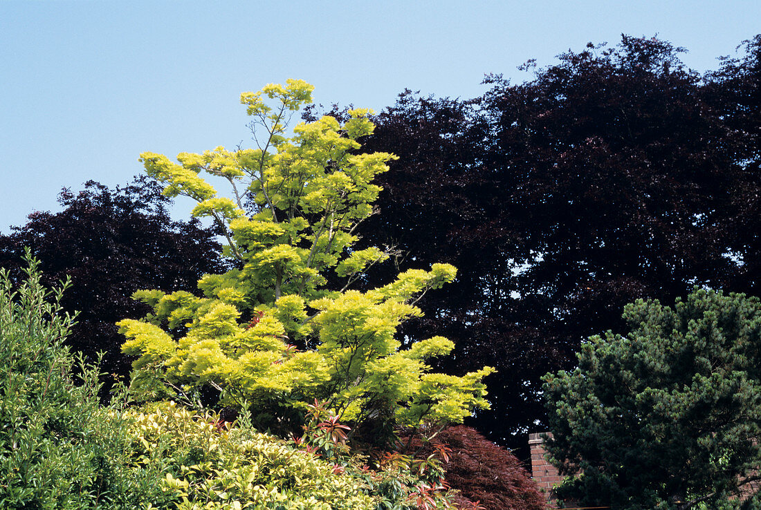 Japanese maple