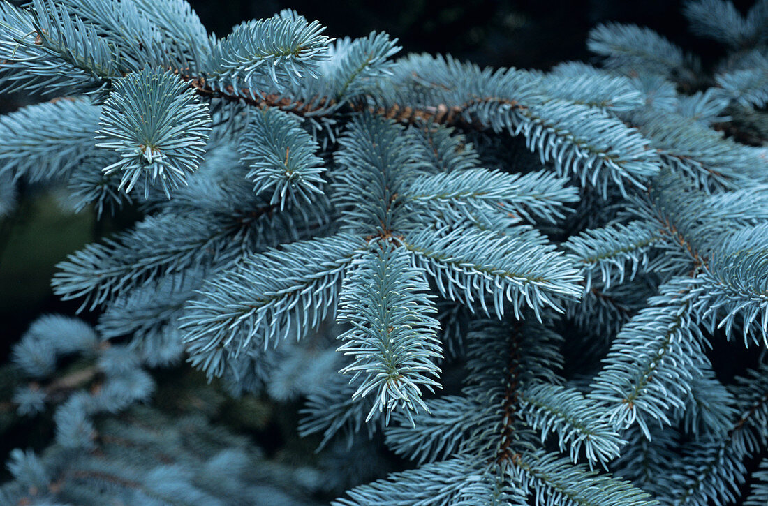 Colorado blue spruce branches