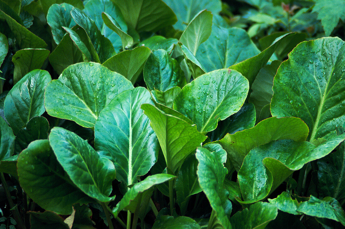 Bergenia stracheyi