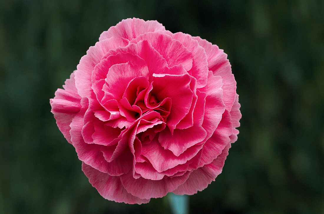 Pink flower (Dianthus 'Clare')