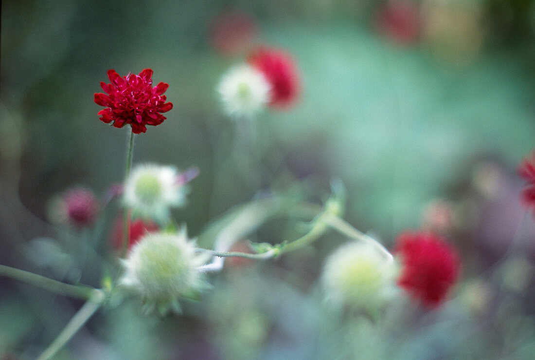 Scabious flowers (Knautia macedonica)