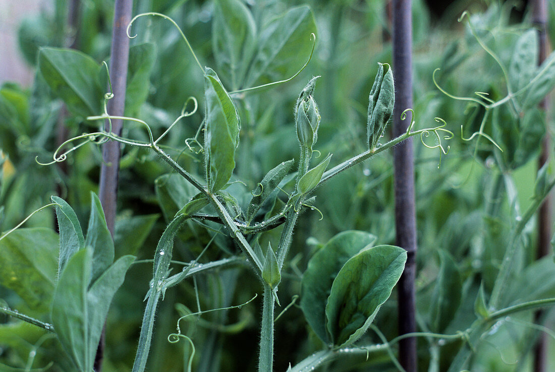 Sweet pea (Lathyrus odoratus) tendrils