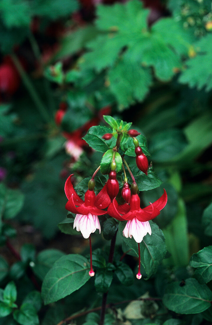 Fuchsia 'Cardinal Farges' flowers