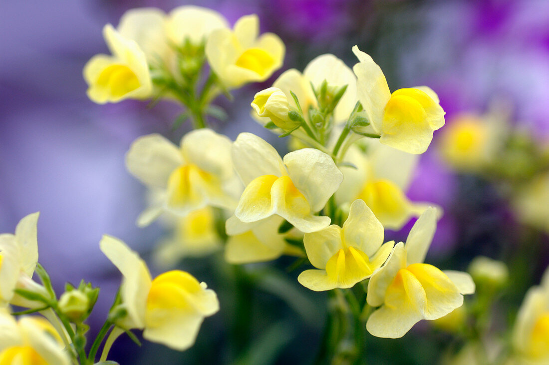 Linaria guppy (Linaria bipartita)