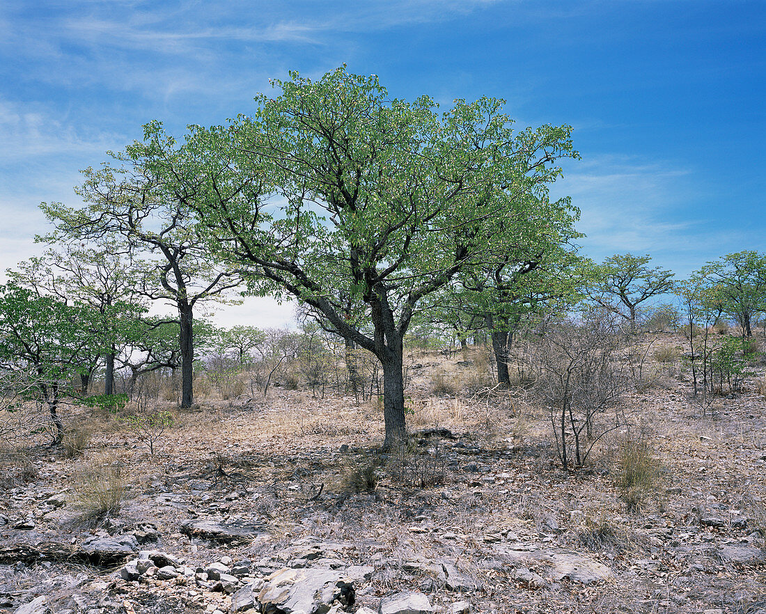 Marula tree (Sclerocarya birrea)