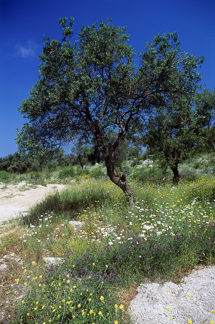 Olive tree (Olea europaea)