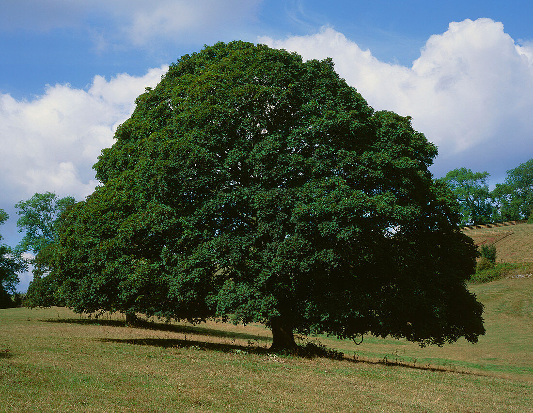 Sycamore tree (Acer pseudoplatanus)
