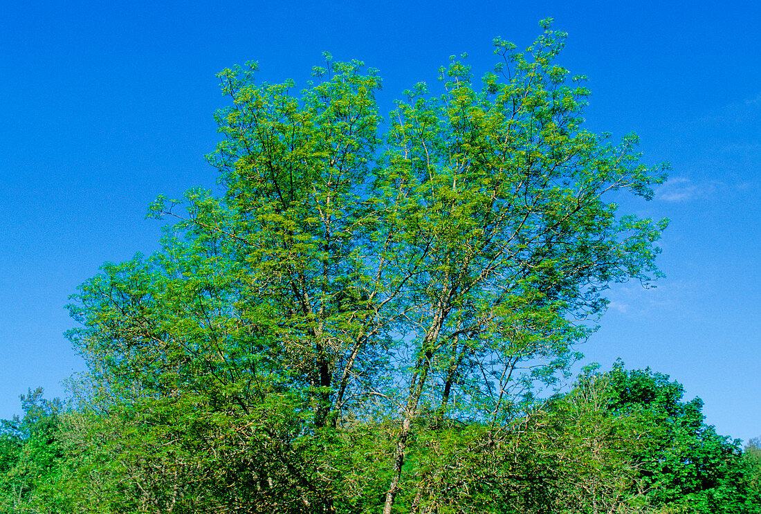 Ash tree (Fraxinus excelsior)
