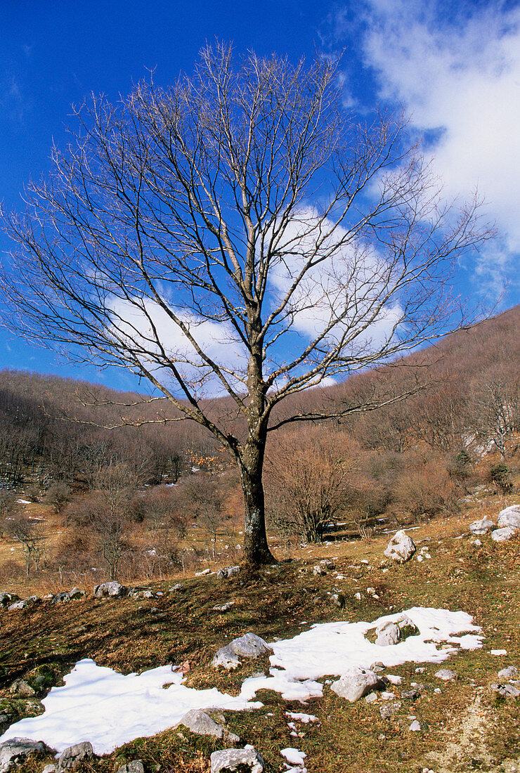 Turkey oak (Quercus cerris)