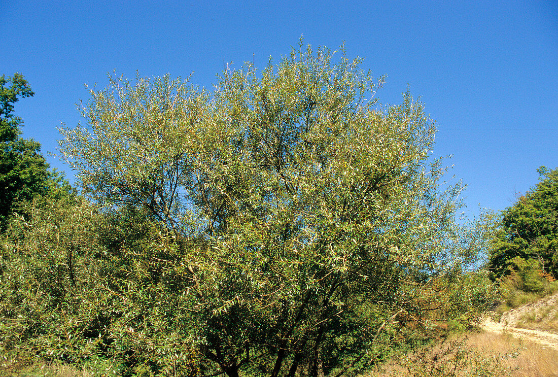 White willow tree (Salix alba)