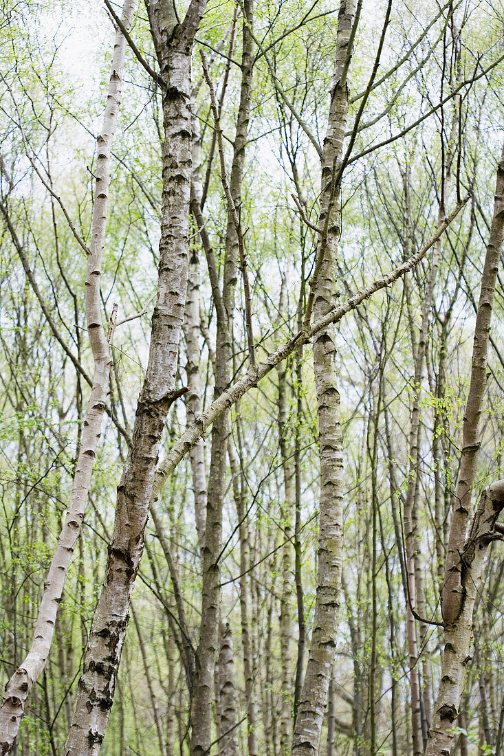 Silver birch trees (Betula pendula)