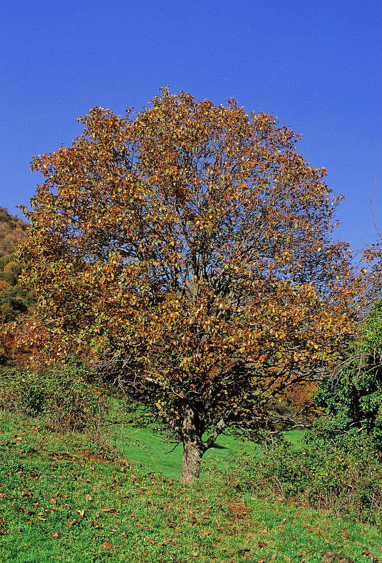 Wild service tree (Sorbus torminalis)