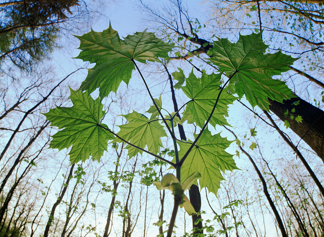 Young sycamore (Acer pseudoplatanus)
